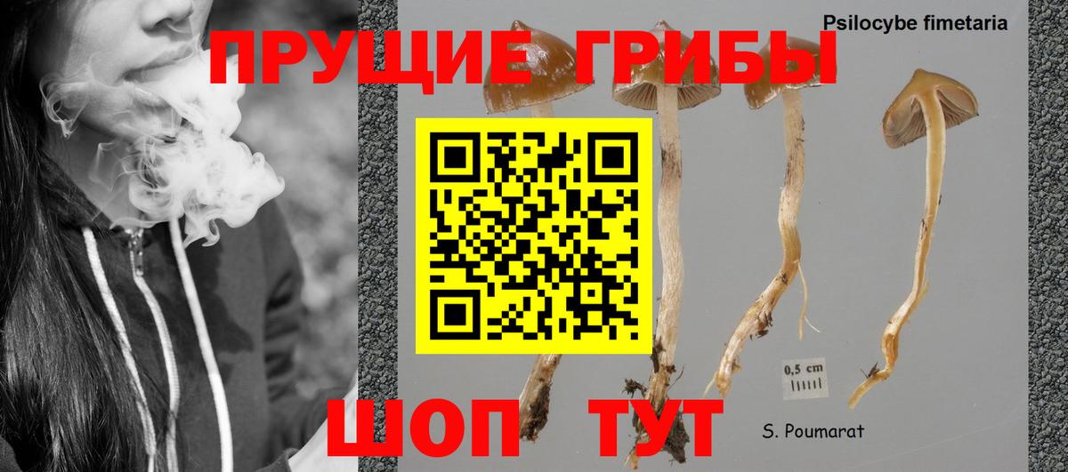Самара  Псилоцибиновые грибы Magic Shrooms  купить  сайты  Вход с VPN 